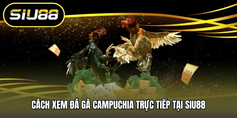 Cách xem đá gà campuchia trực tiếp tại SIU88