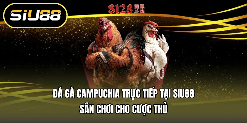 Đá Gà Campuchia Trực Tiếp Tại Siu88 – Sân Chơi Cho Cược Thủ