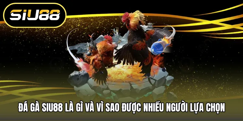 Đá gà SIU88 là gì và vì sao được nhiều người lựa chọn