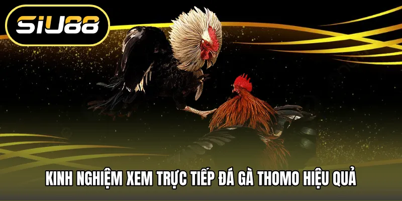 Kinh nghiệm xem trực tiếp đá gà thomo hiệu quả