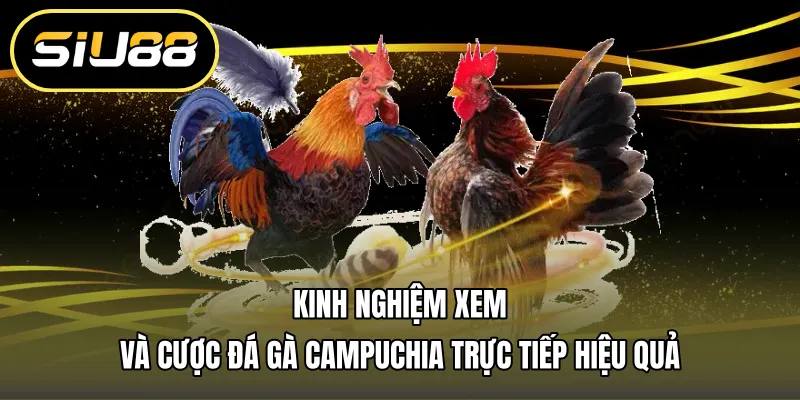 Kinh nghiệm xem và cược đá gà campuchia trực tiếp hiệu quả