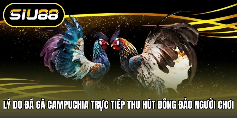Lý do đá gà campuchia trực tiếp thu hút đông đảo người chơi