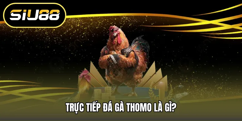 Trực tiếp đá gà thomo là gì?