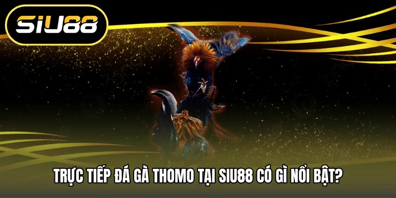 Trực tiếp đá gà thomo tại SIU88 có gì nổi bật?