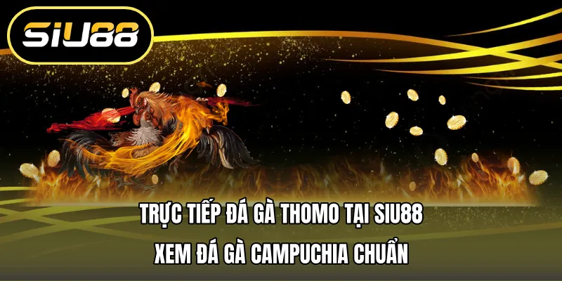 Trực Tiếp Đá Gà Thomo Tại Siu88 – Xem Đá Gà Campuchia Chuẩn